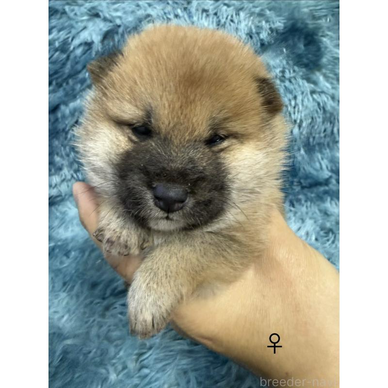 販売中の愛知県の柴犬-436031の5枚目