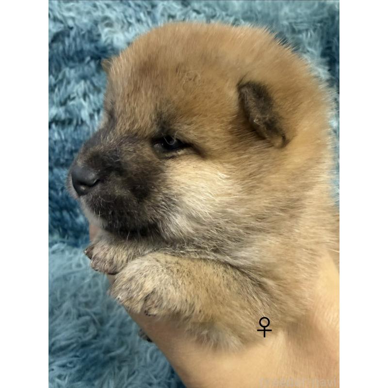 販売中の愛知県の柴犬-436031の4枚目