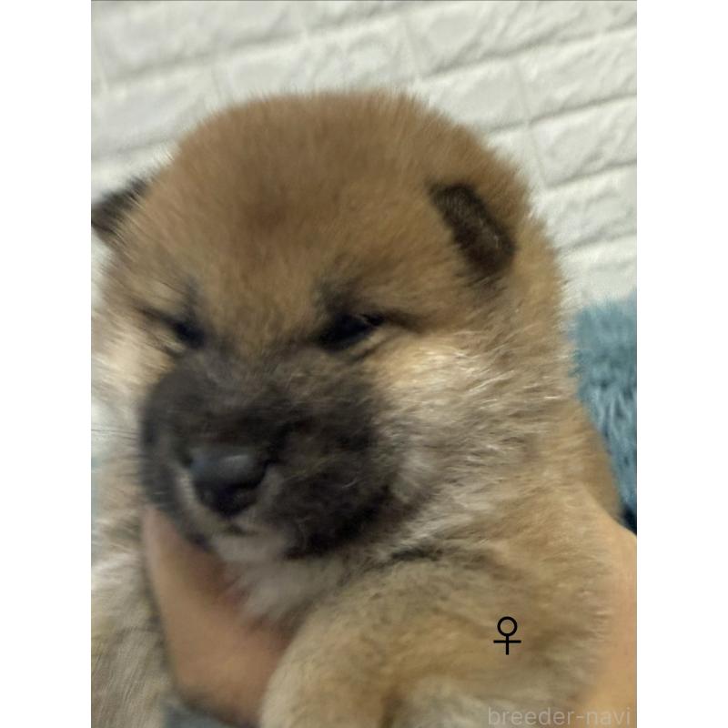 販売中の愛知県の柴犬-436031の3枚目