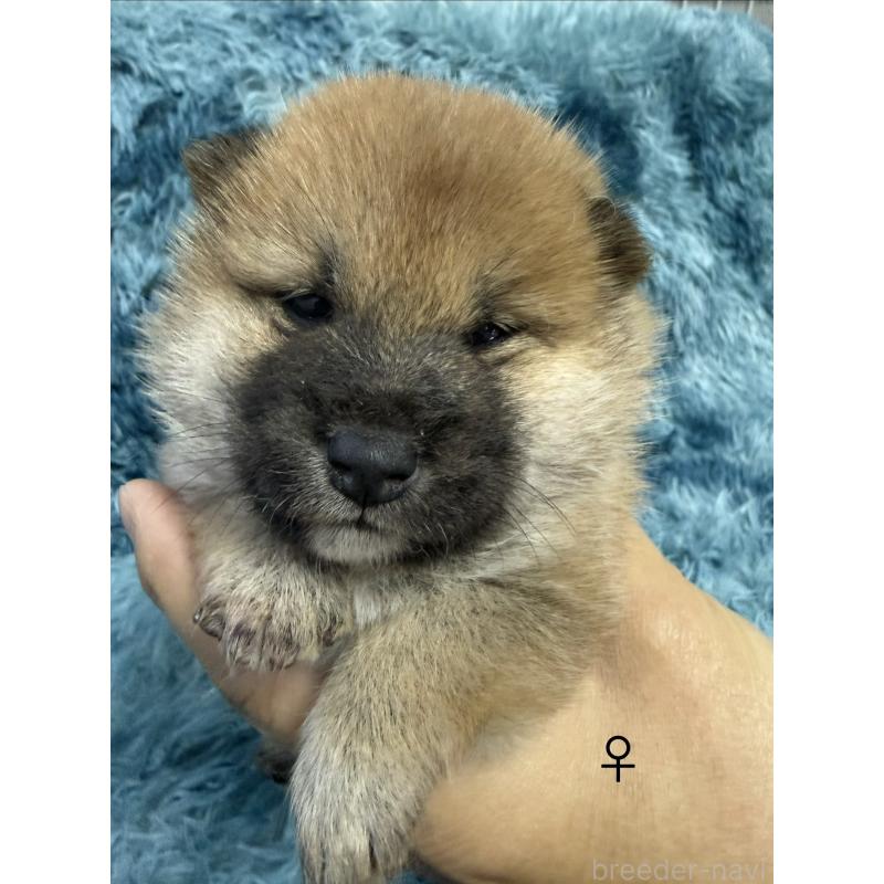 販売中の愛知県の柴犬-436031の2枚目