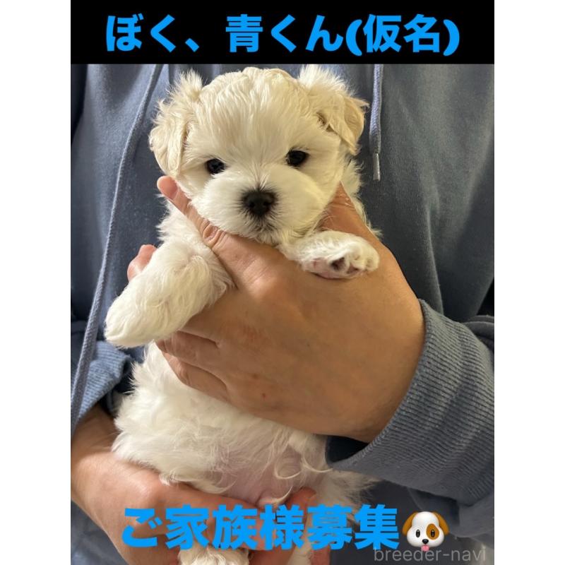 販売中の滋賀県のマルチーズ-430675の70枚目