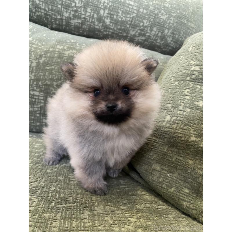 成約済の福岡県のポメラニアン-431935の5枚目