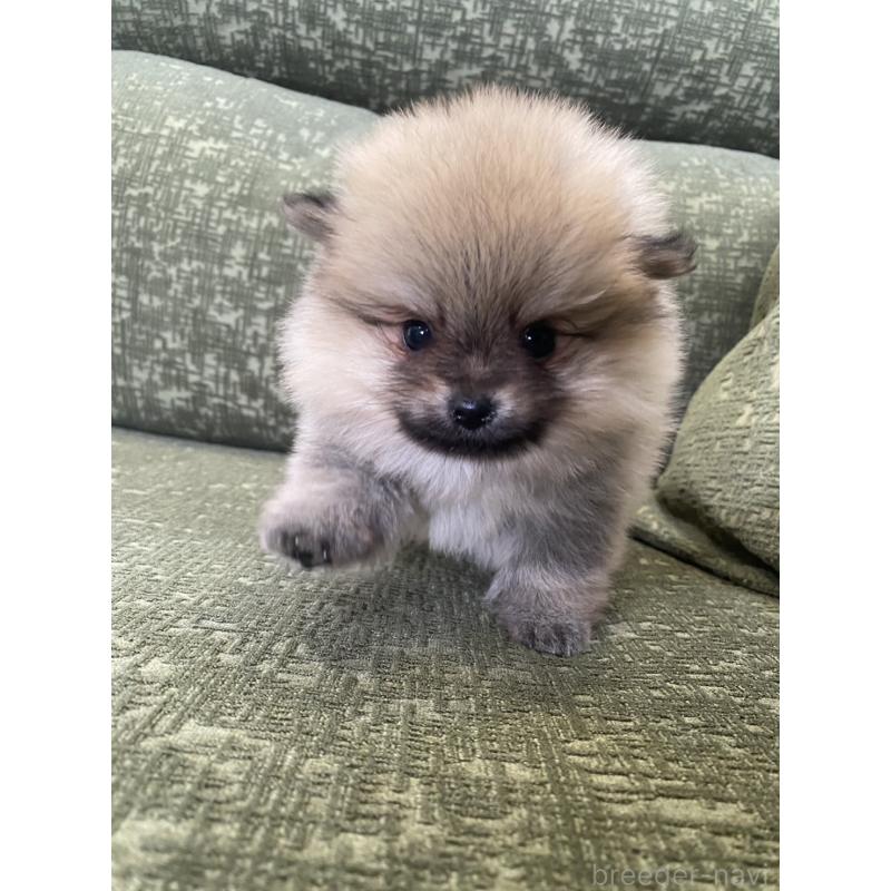 成約済の福岡県のポメラニアン-431935の4枚目