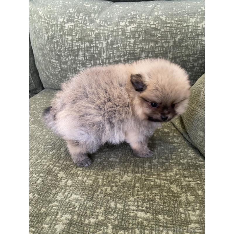 成約済の福岡県のポメラニアン-431935の3枚目