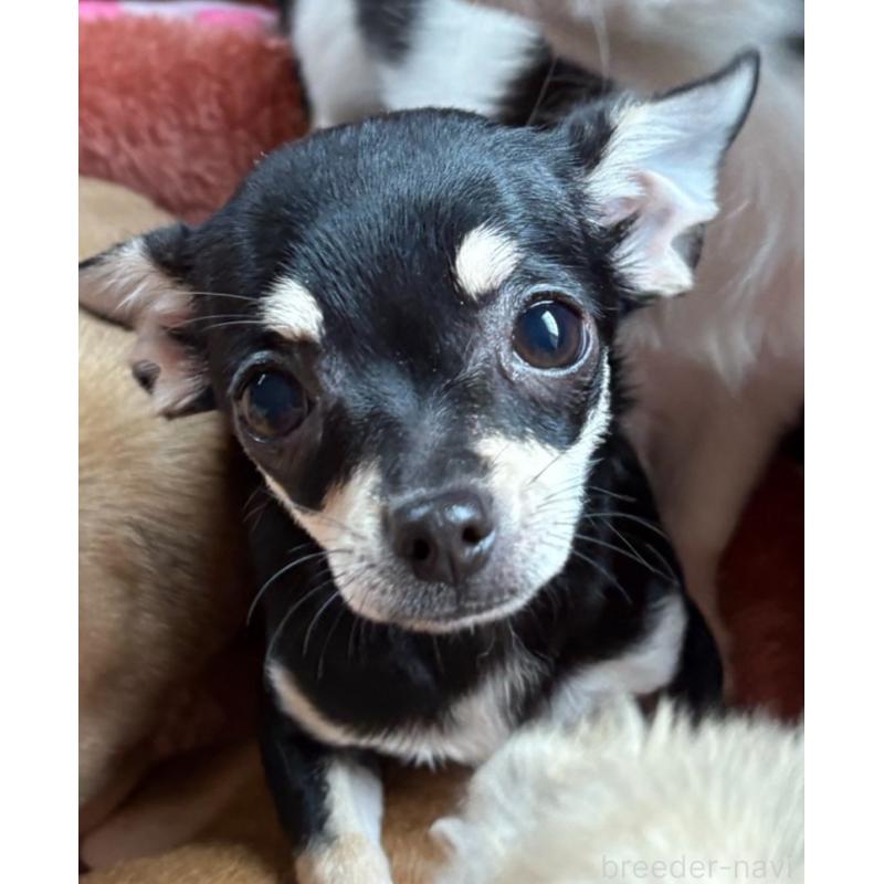 販売中の広島県のチワワ(スムースコート)-435873の1枚目