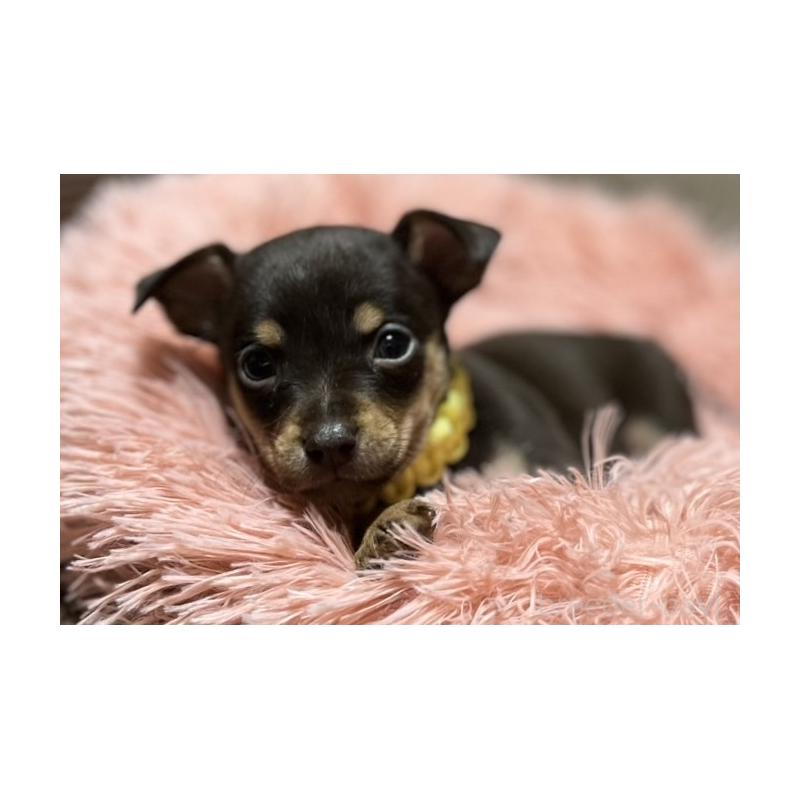 販売中の岩手県のミックス犬-435874の7枚目