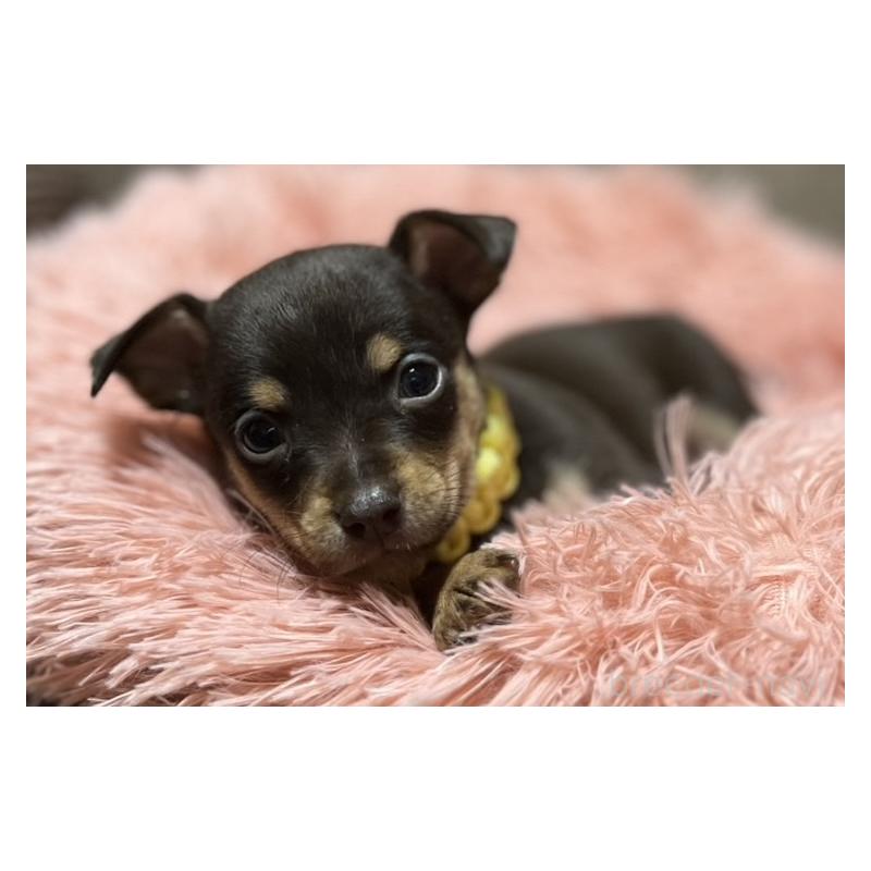 販売中の岩手県のミックス犬-435874の6枚目