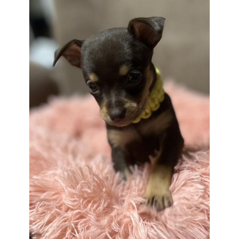 販売中の岩手県のミックス犬-435874の4枚目