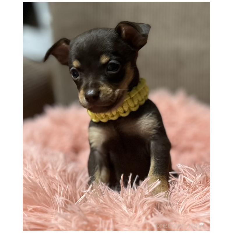 販売中の岩手県のミックス犬-435874の3枚目