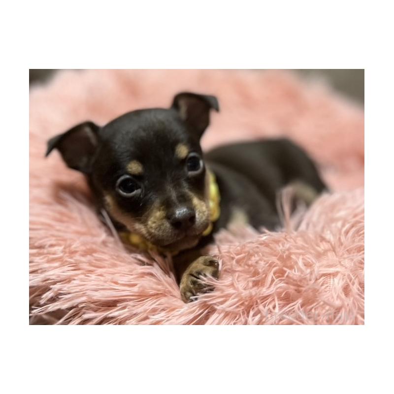 販売中の岩手県のミックス犬-435874の2枚目