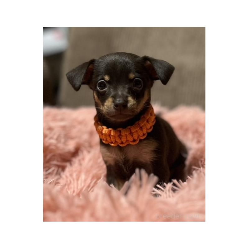 販売中の岩手県のミックス犬-435875の4枚目