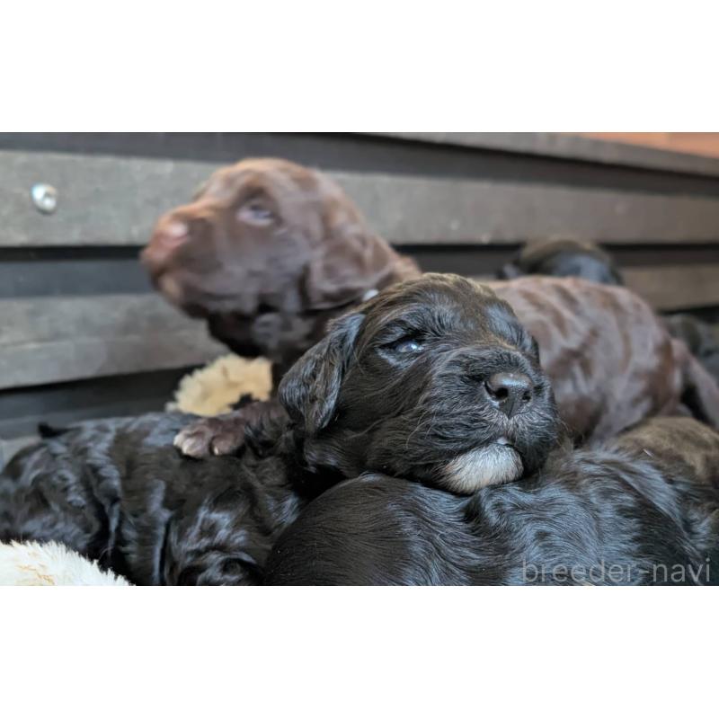 販売中の東京都のポーチュギーズウォータードッグ-433947の2枚目