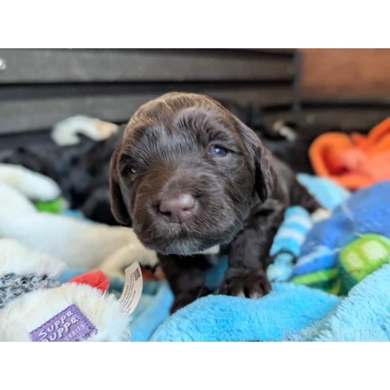 販売中の東京都のポーチュギーズウォータードッグ-433946の3枚目