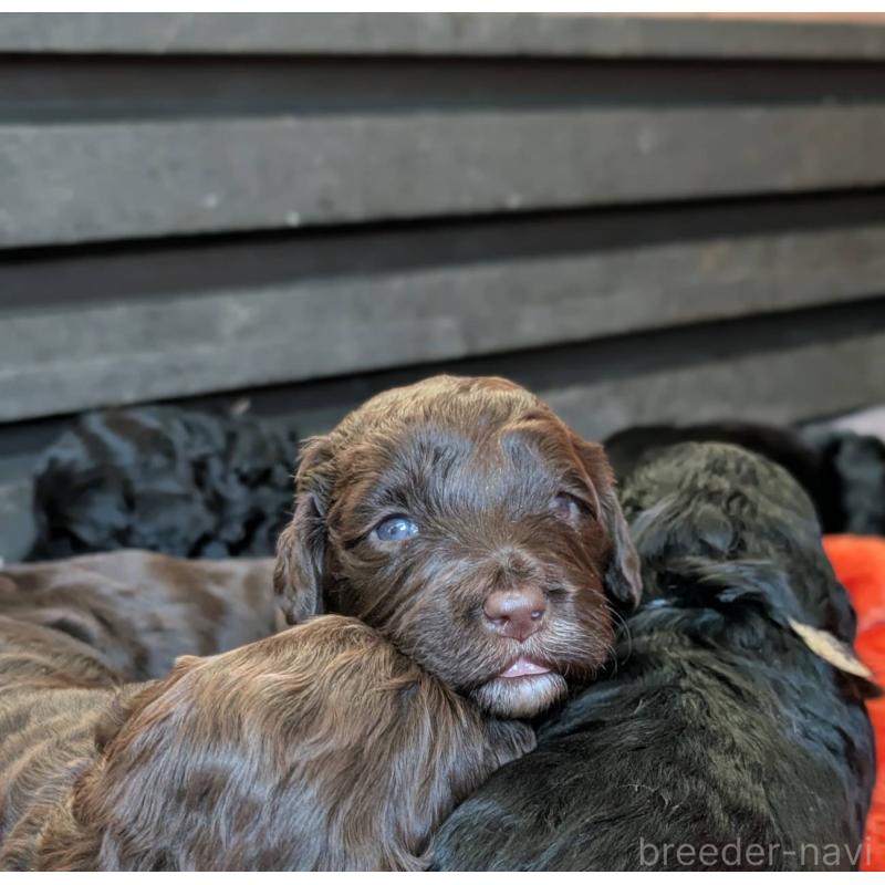 販売中の東京都のポーチュギーズウォータードッグ-433946の2枚目