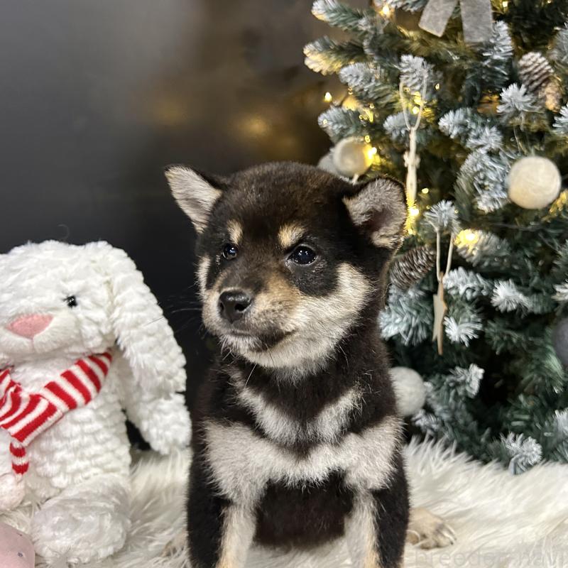 販売中の栃木県の柴犬-435876の7枚目