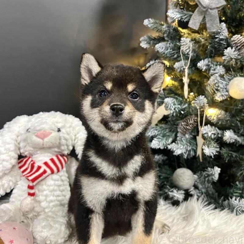 販売中の栃木県の柴犬-435876の6枚目