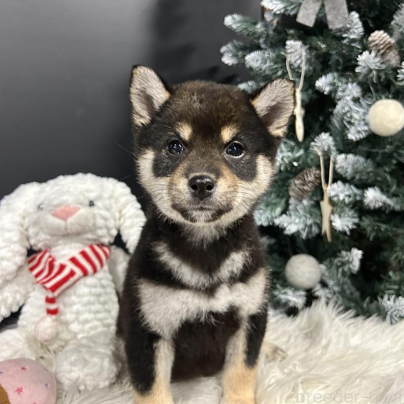 販売中の栃木県の柴犬-435876