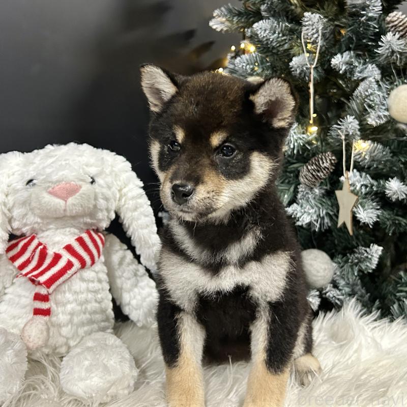 販売中の栃木県の柴犬-435876の5枚目