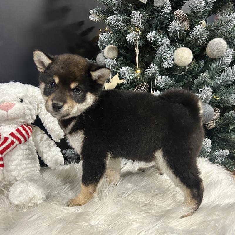 販売中の栃木県の柴犬-435876の4枚目