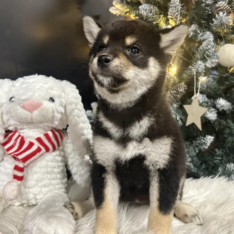 販売中の栃木県の柴犬-435876の3枚目