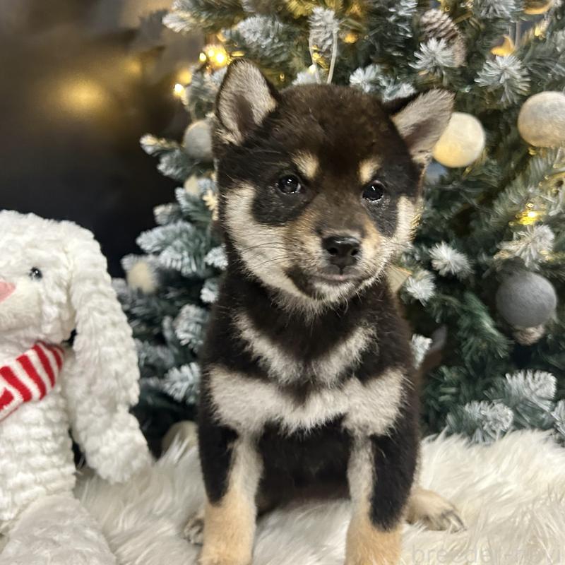 販売中の栃木県の柴犬-435876の2枚目