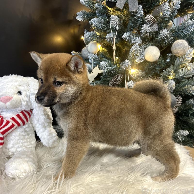 販売中の栃木県の柴犬-435877の5枚目