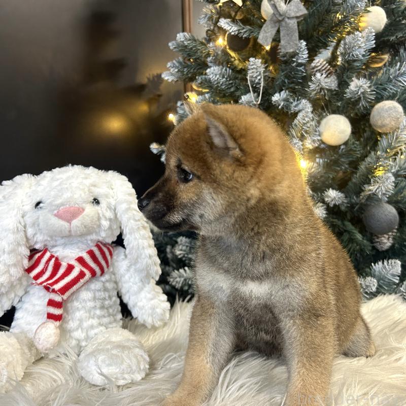 販売中の栃木県の柴犬-435877の4枚目