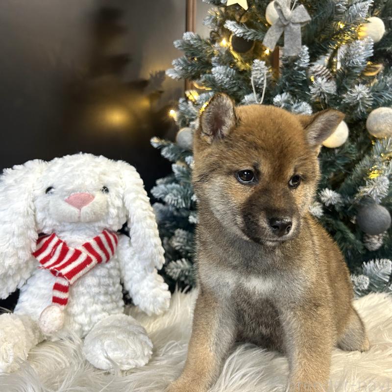 販売中の栃木県の柴犬-435877の3枚目