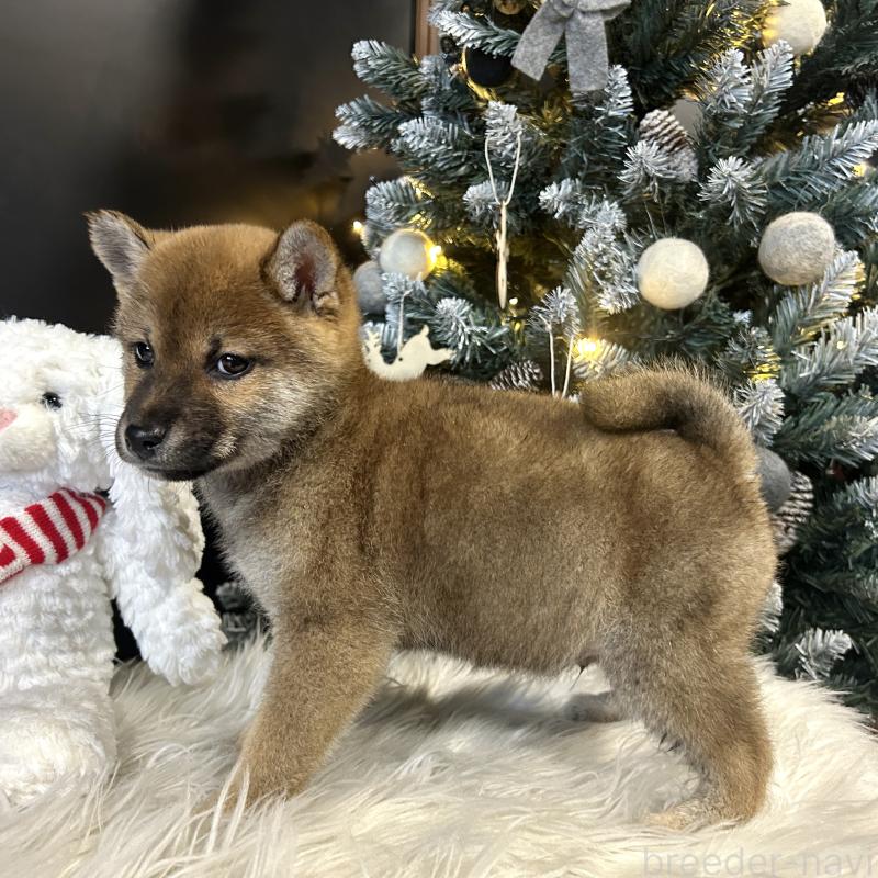 販売中の栃木県の柴犬-435877の2枚目