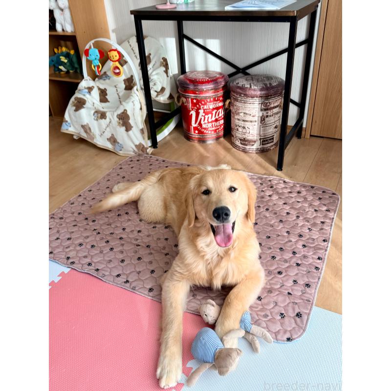 販売中の静岡県のゴールデンレトリーバー-435878の13枚目