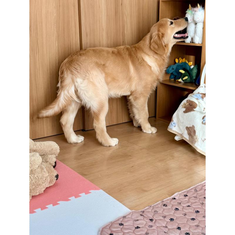 販売中の静岡県のゴールデンレトリーバー-435878の12枚目