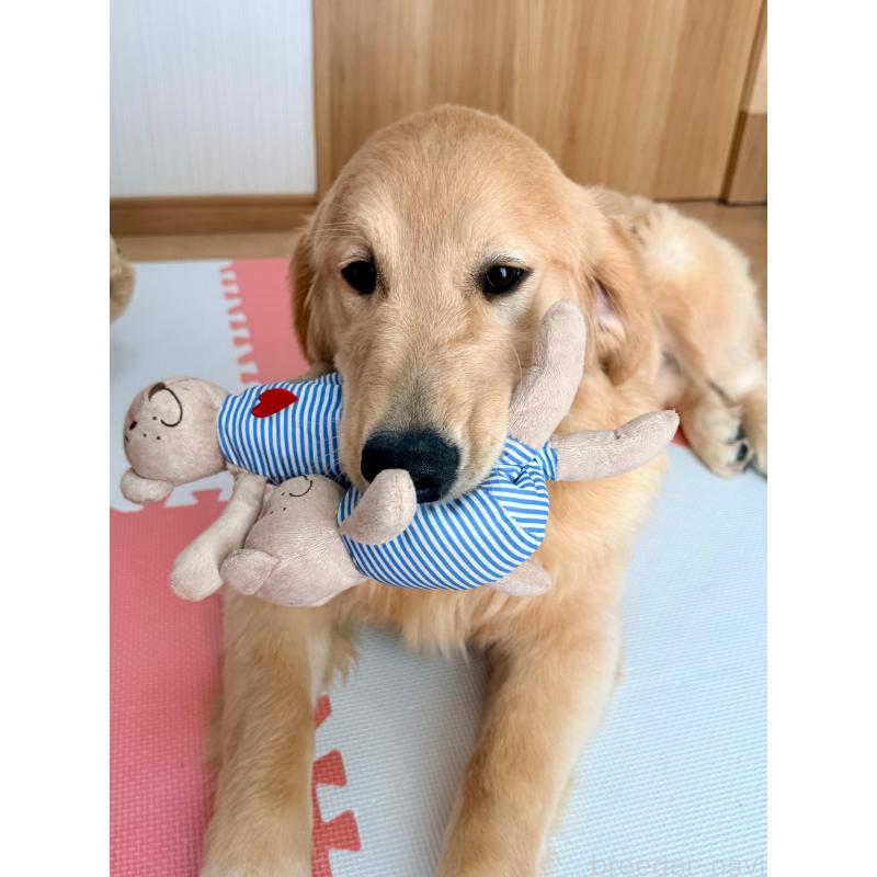 販売中の静岡県のゴールデンレトリーバー-435878の11枚目