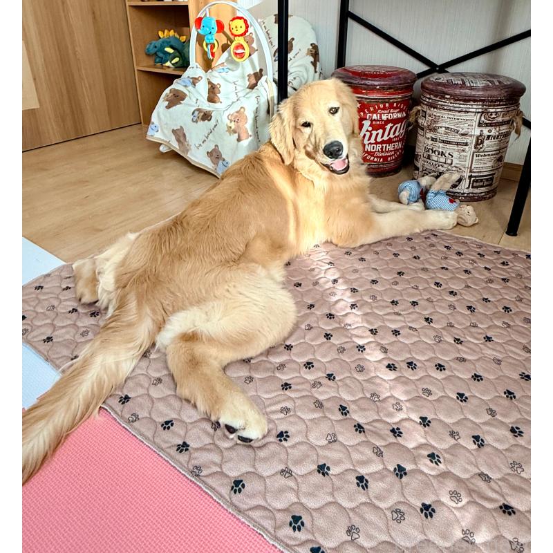 販売中の静岡県のゴールデンレトリーバー-435878の10枚目