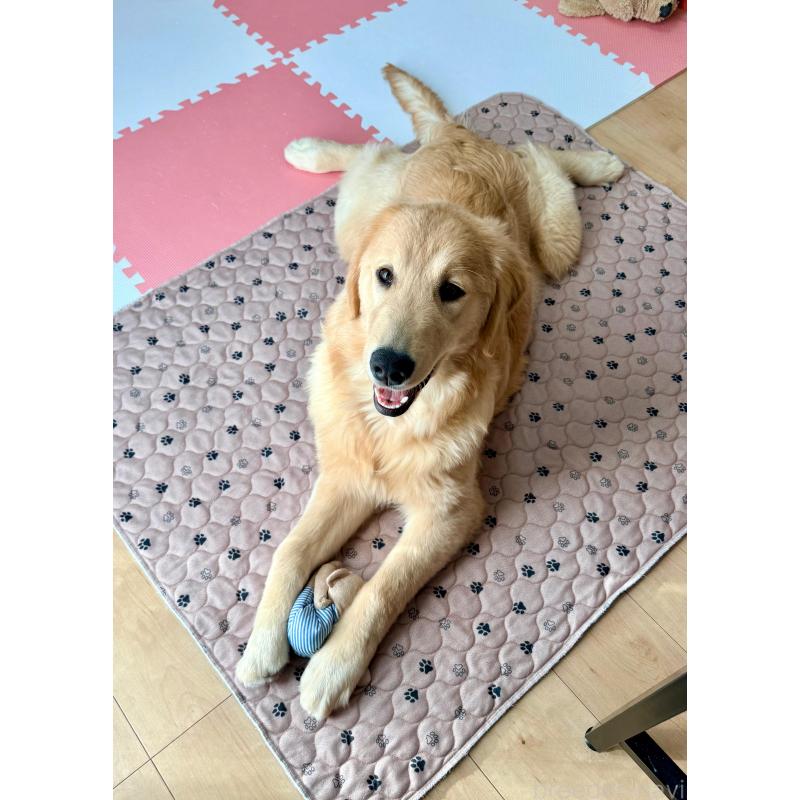 販売中の静岡県のゴールデンレトリーバー-435878の9枚目