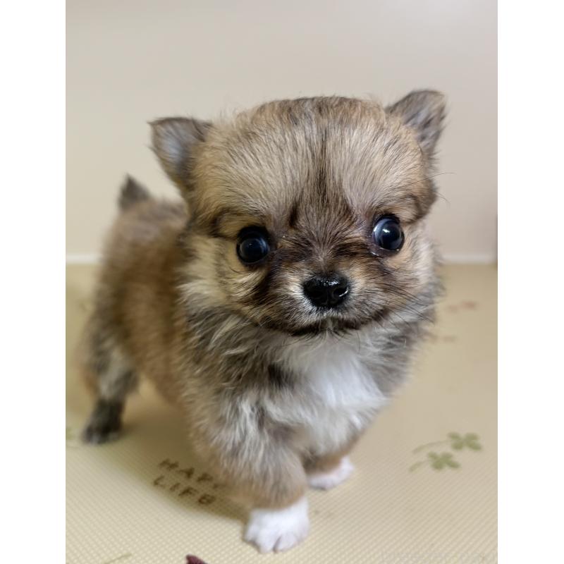 販売中の千葉県のチワワ(ロングコート)-430929