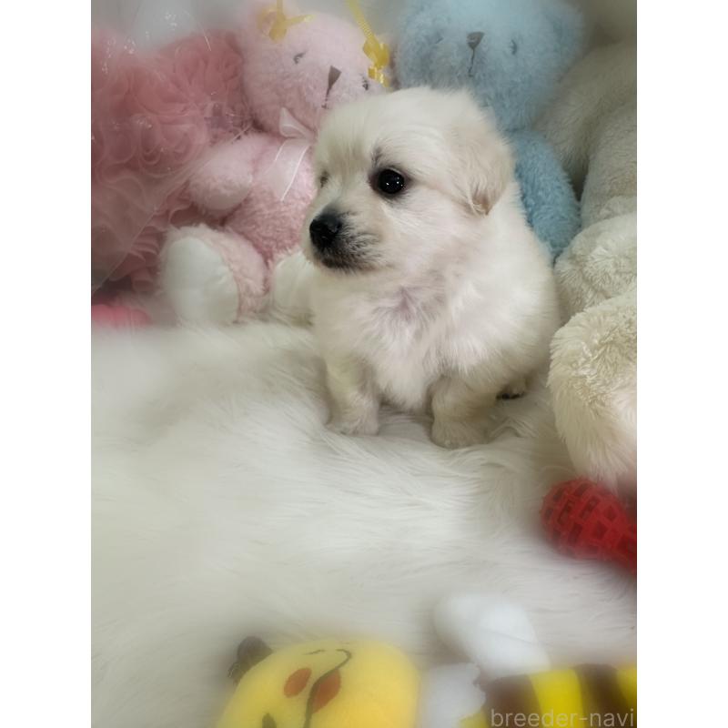 商談中の香川県のミックス犬-434305の12枚目