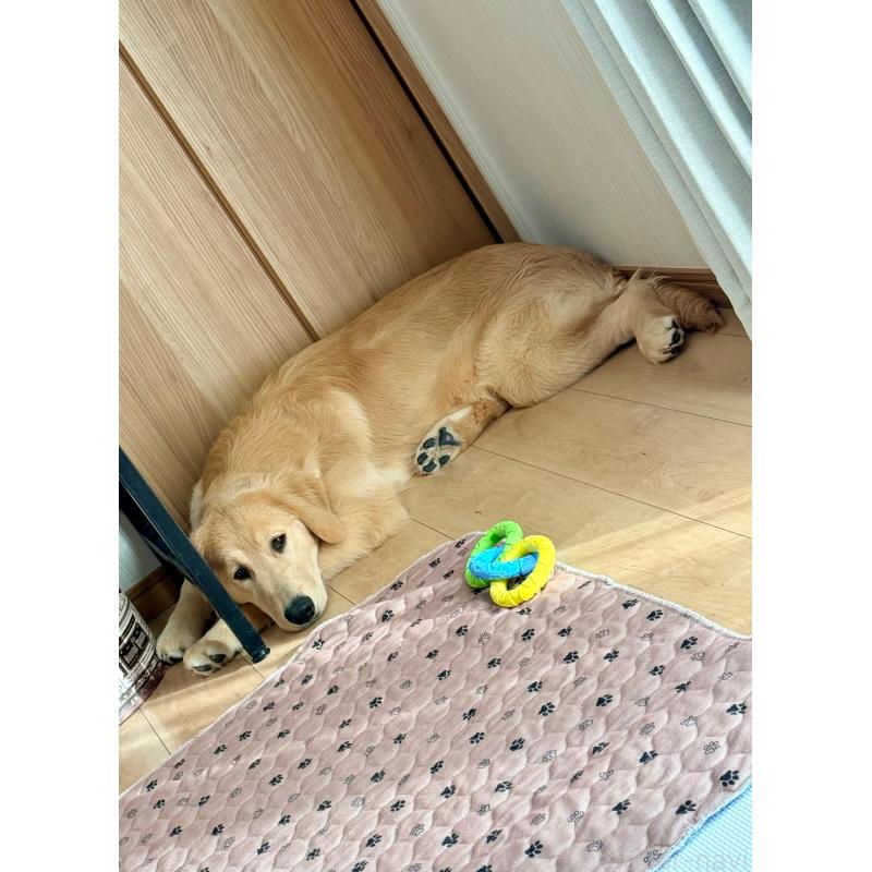 販売中の静岡県のゴールデンレトリーバー-435878の7枚目