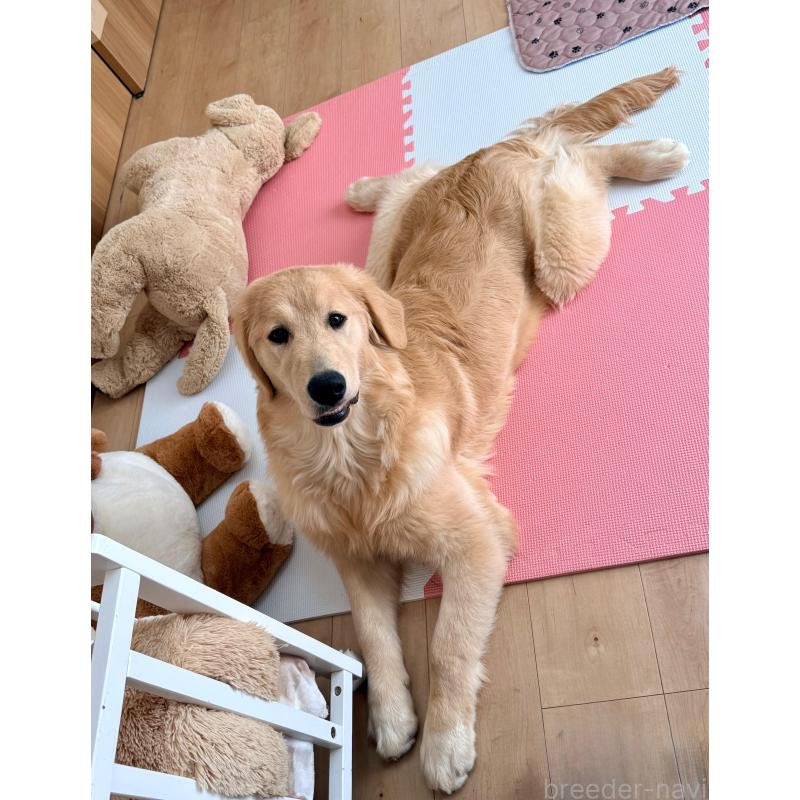 販売中の静岡県のゴールデンレトリーバー-435878の5枚目