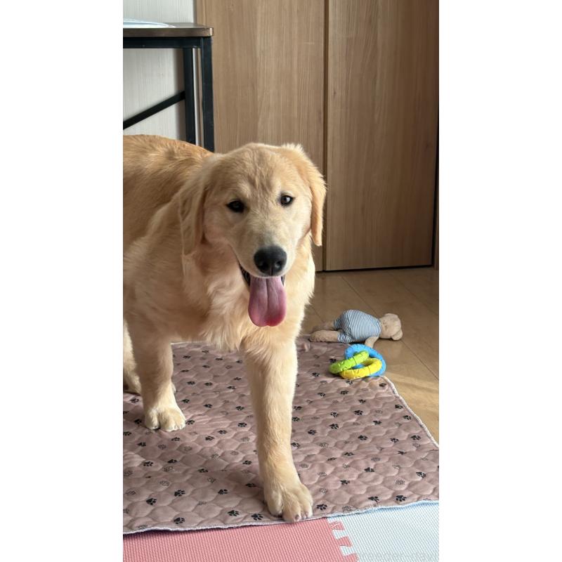 販売中の静岡県のゴールデンレトリーバー-435878の4枚目