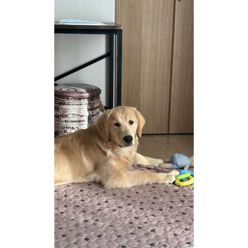 販売中の静岡県のゴールデンレトリーバー-435878の3枚目