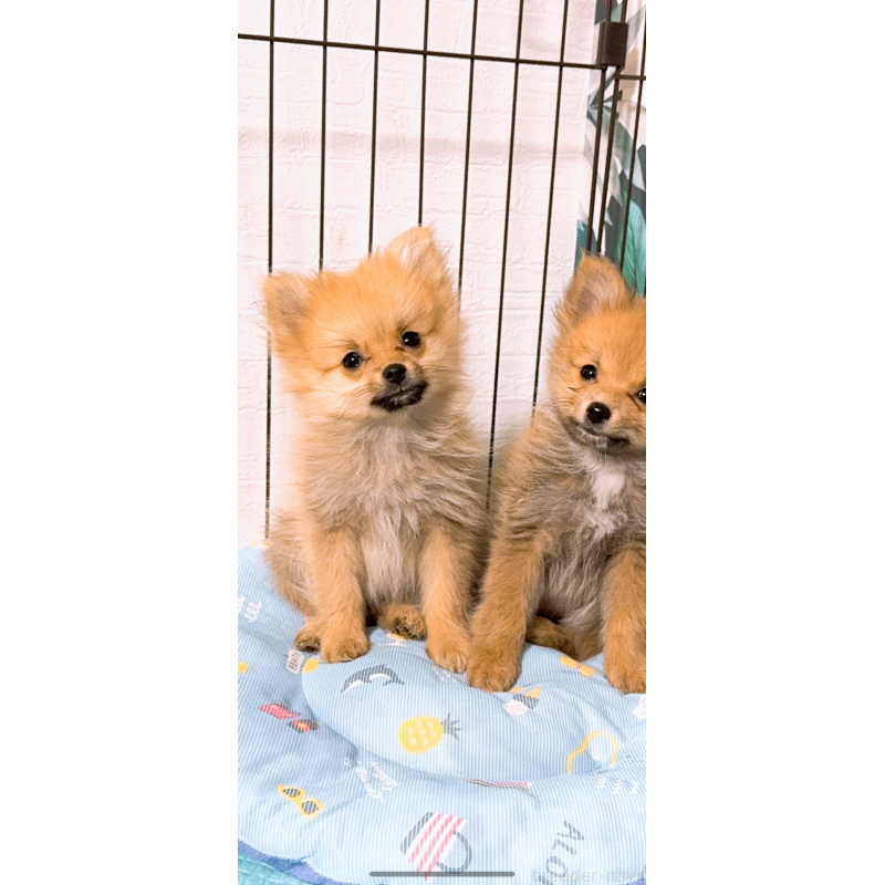 販売中の岡山県のポメラニアン-425508の4枚目