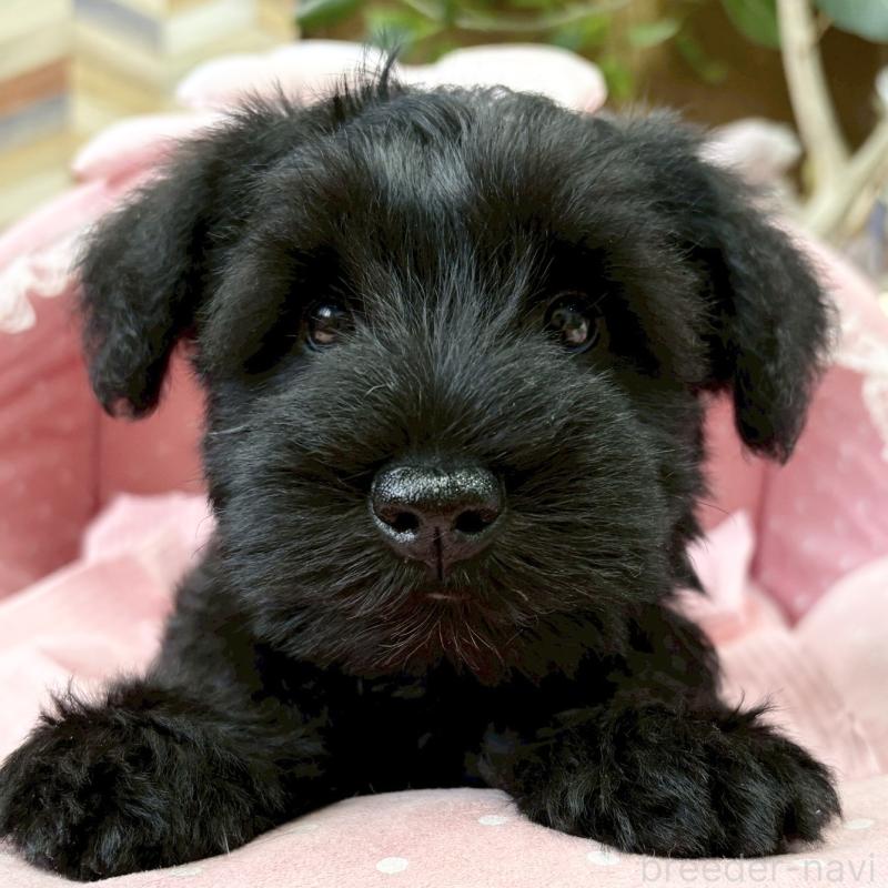 販売中の大阪府のミニチュアシュナウザー-435879の8枚目