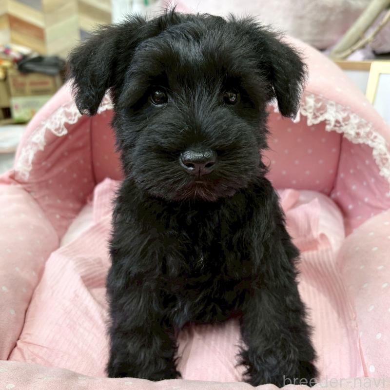 販売中の大阪府のミニチュアシュナウザー-435879の7枚目