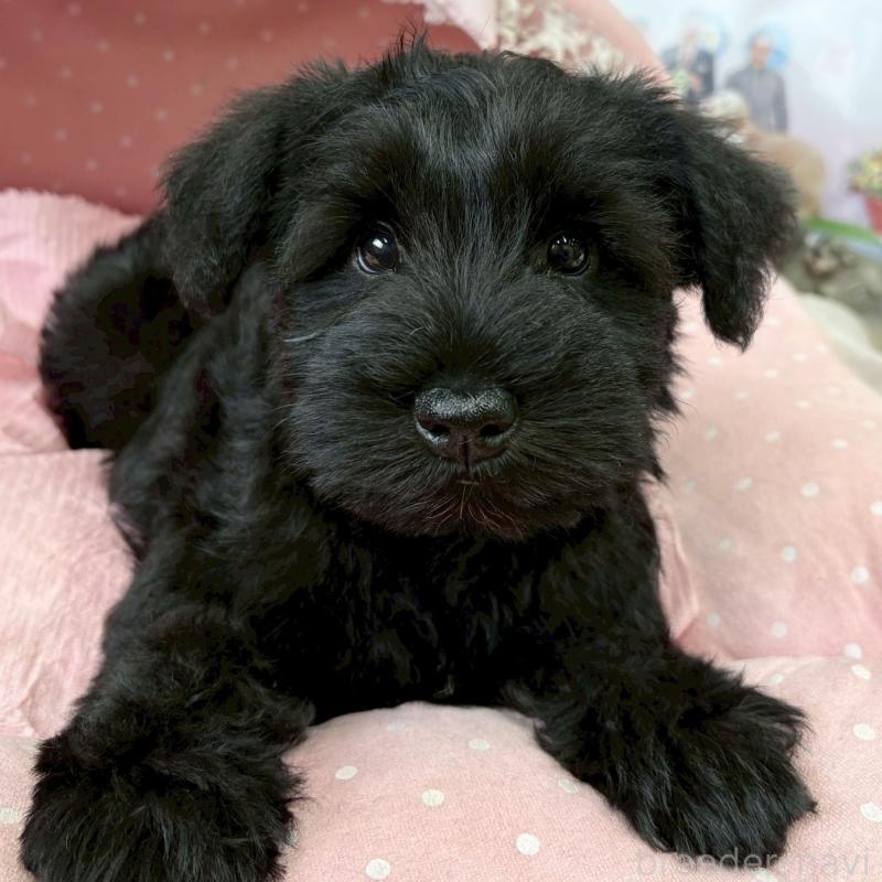 販売中の大阪府のミニチュアシュナウザー-435879の6枚目