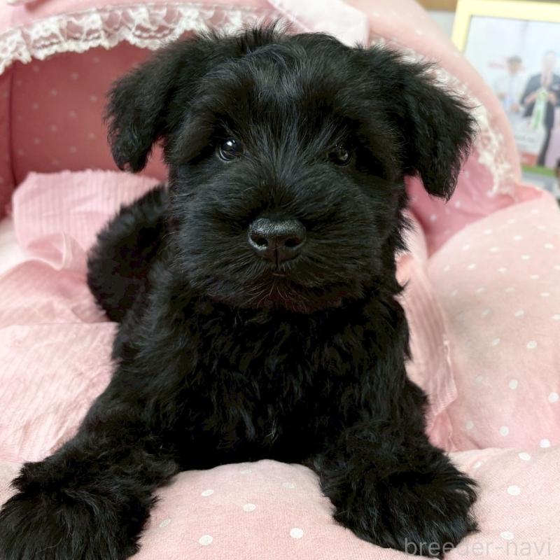 販売中の大阪府のミニチュアシュナウザー-435879の5枚目