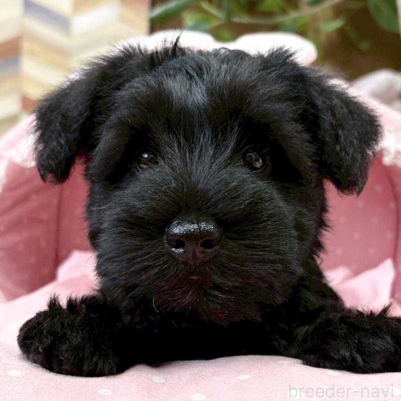 販売中の大阪府のミニチュアシュナウザー-435879の3枚目