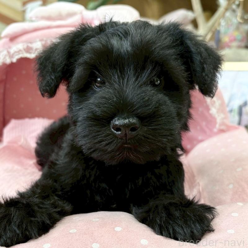 販売中の大阪府のミニチュアシュナウザー-435879の1枚目