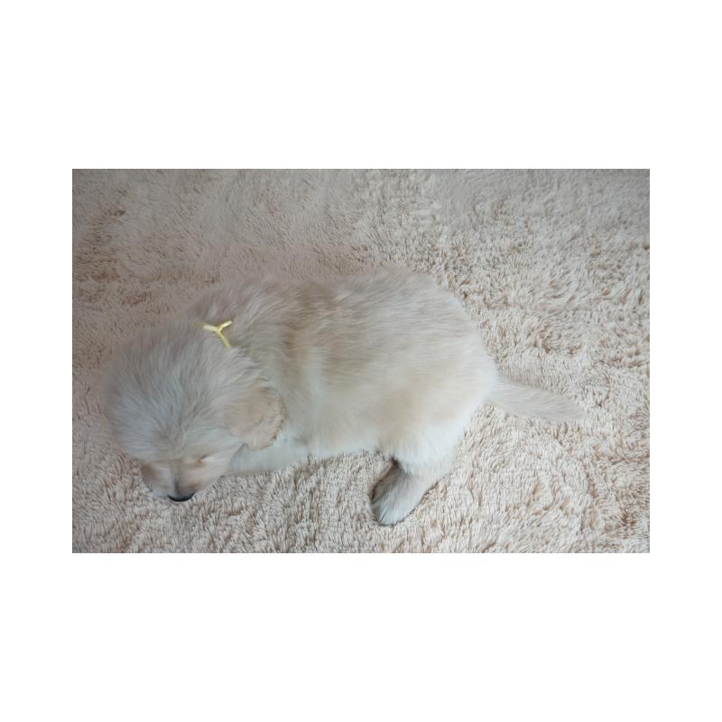 販売中の奈良県のゴールデンレトリーバー-435881の5枚目