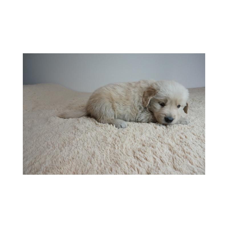 販売中の奈良県のゴールデンレトリーバー-435881の3枚目