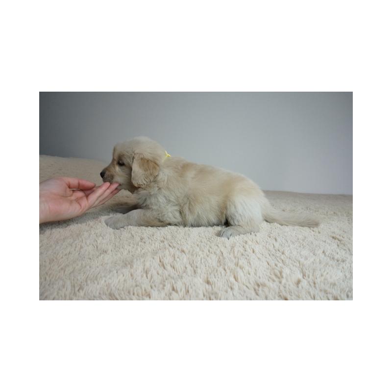 販売中の奈良県のゴールデンレトリーバー-435881の4枚目